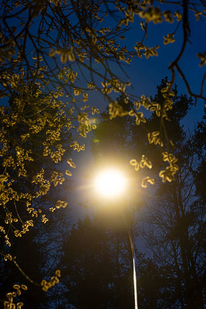 Streetlamp Illuminates Yellow Blossoms Against Evening Sky
