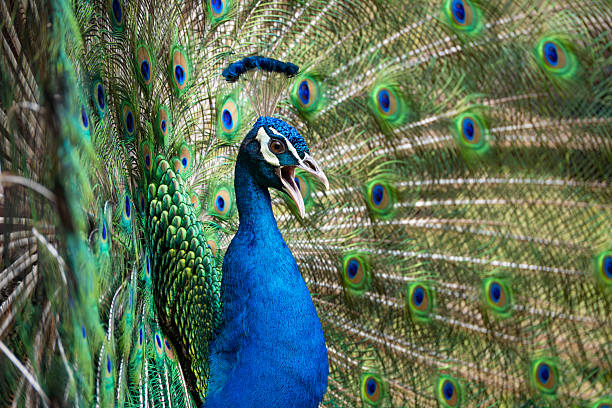 istock a male peacock displaying its feathers and calling out 2211265783