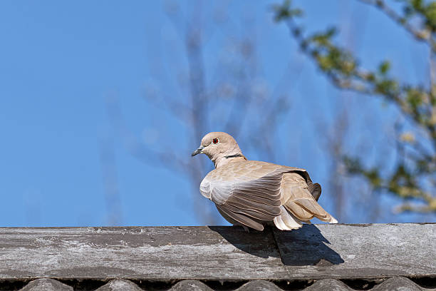 istock A peaceful dove basking in sunlight on a rooftop with a bright blue sky in the background. 2211265789
