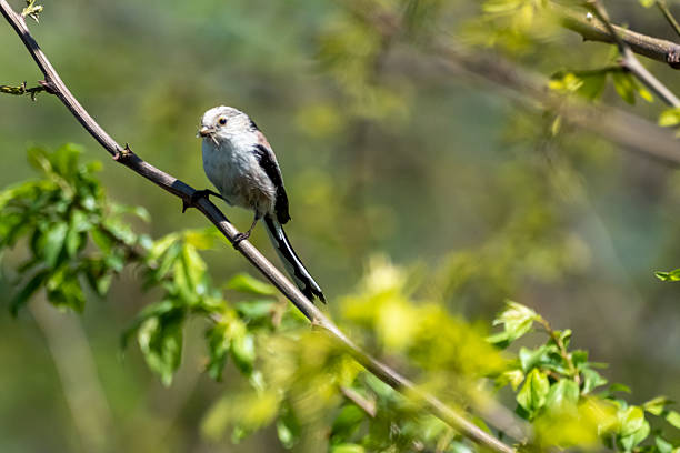 istock A bird sitting on a branch with its prey 2211265935