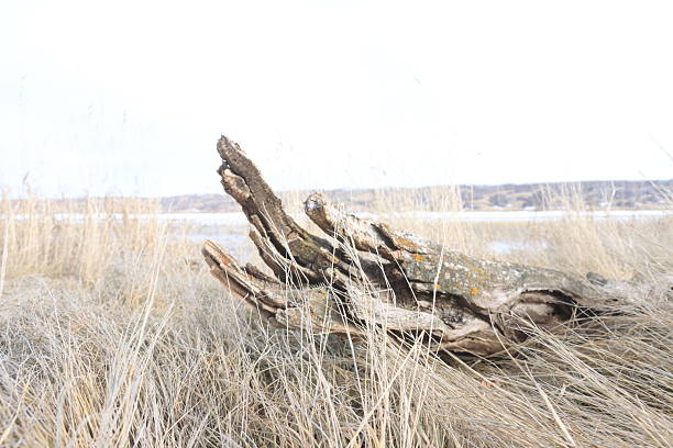 Down by the old highway bridges, the valley hills melt and form a lake. I walk this every spring and fall.