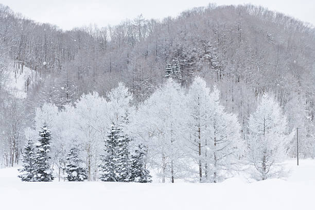 White frosty trees in snowy winter landscape, Hokkaido