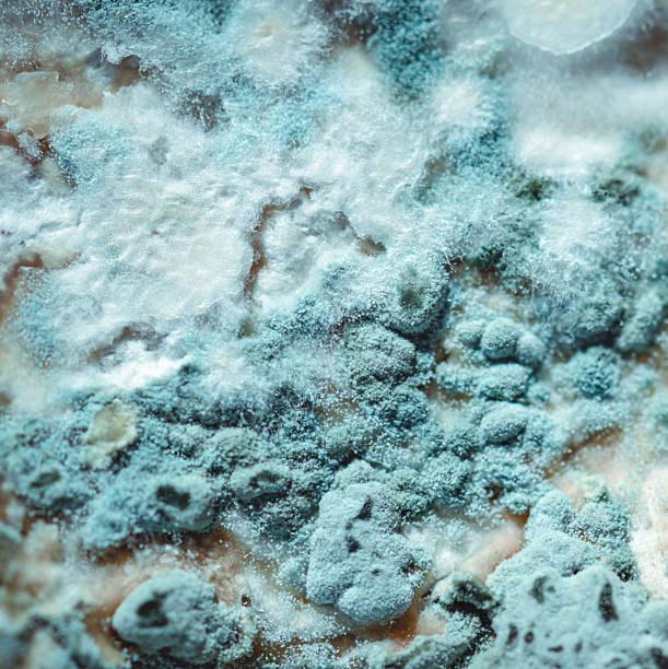 istock Blue mold close up background, macro photography 2211271215
