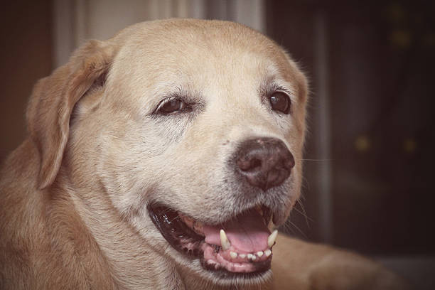 Close up of brown labrador