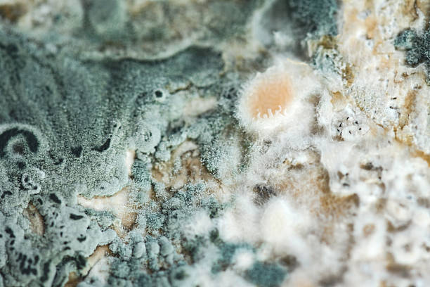 Blue mold close up background, macro photography