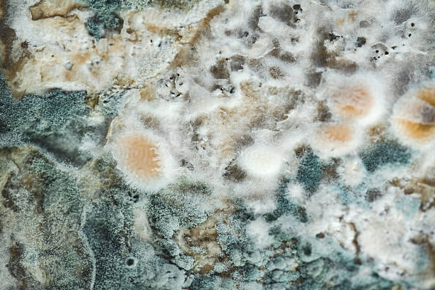 Blue mold close up background, macro photography