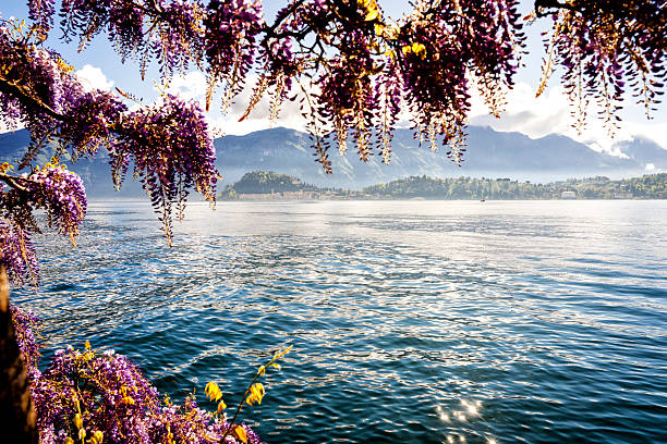 A breathtaking view of the charming town of Bellagio, seen from the gardens of Villa Carlotta on Lake Como. Cascading wisteria in full bloom creates a natural frame for the scene, adding a romantic and ethereal touch to the panoramic vista. The soft purple flowers contrast beautifully with the serene blue waters and the lush greenery of the surrounding landscape. This image captures the timeless elegance and natural beauty of the Italian lakeside.