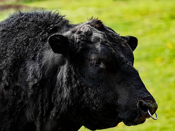 istock Black Angus Bull Side-View Close-Up. 2211275147