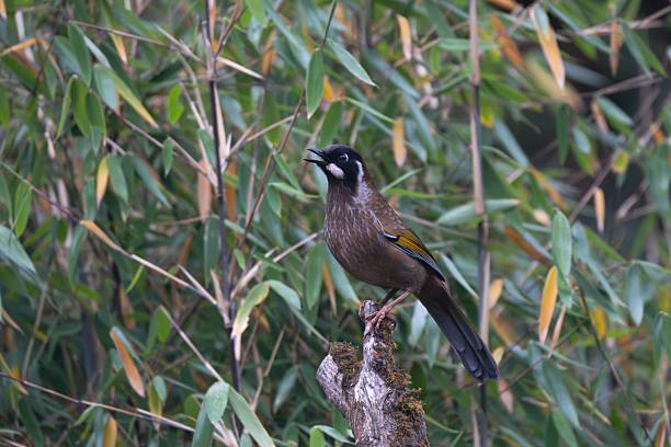 istock Vibrant bird perched in lush foliage. 2211276468
