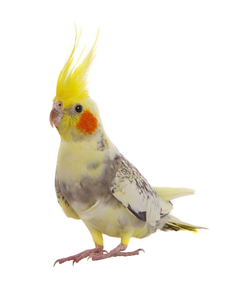 istock cockatiel  parrot isolated on a white background 2211276759