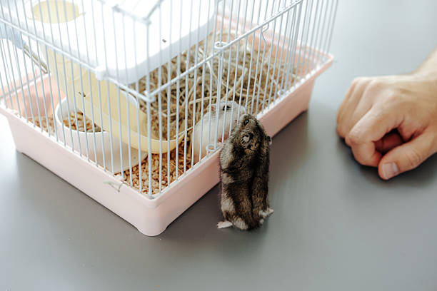 istock Hamster exploring its cage while a person watches intently in a cozy indoor setting 2211276865
