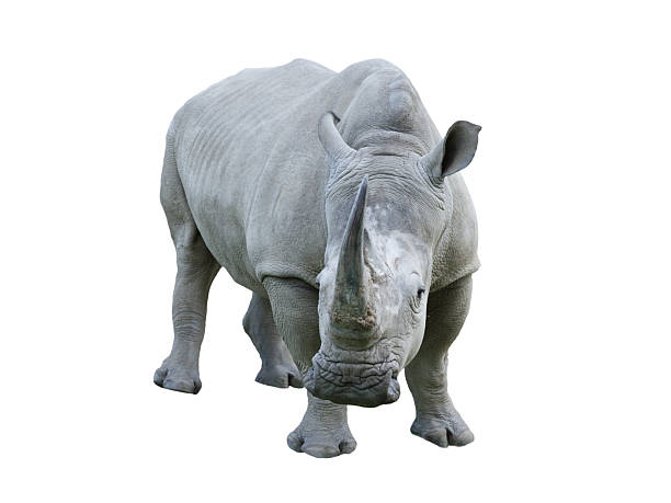 istock white rhino isolated on white background 2211277194
