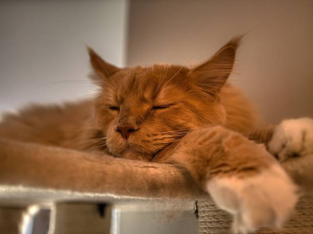A Close-Up of a Sleeping Maine Coon Cat on Beige Cat Tree