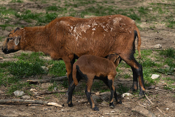 istock Wild Brown Sheep Nursing Its Lamb in Nature 2211278434