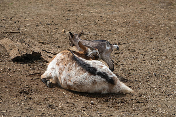 A serene mountain goat and its baby kid resting peacefully under golden sunlight. A heartwarming wildlife scene full of tenderness, family connection, and natural alpine beauty