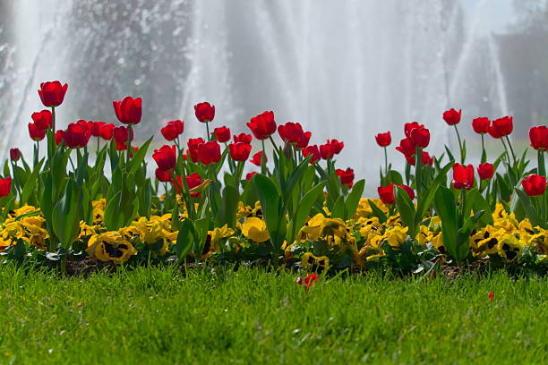 red tulips in the park (vers. 3)