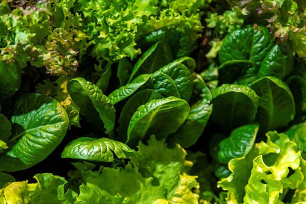 istock Green fresh leaves of crispy lettuce close-up 2211281982