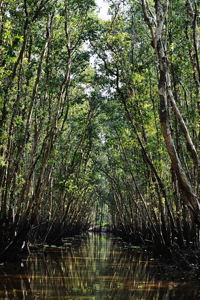 istock Mangrove Forest in Chau Doc, Vietnam 2211282106