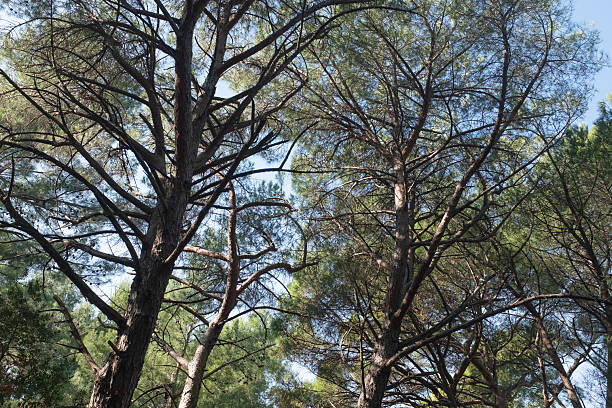 A breathtaking view of tall trees forming a dense canopy against a bright blue sky. The scene captures the beauty of a lush, green forest bathed in sunlight. High quality photography