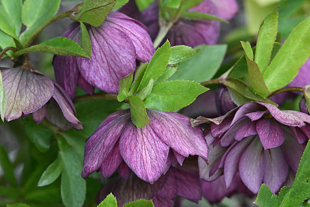 Nodding purple hellebore flowers in a Connecticut garden, early spring