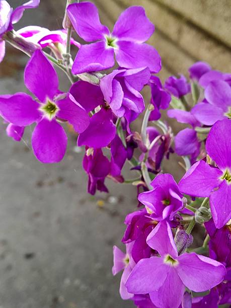 istock Purple flower close up for background. 2211284361