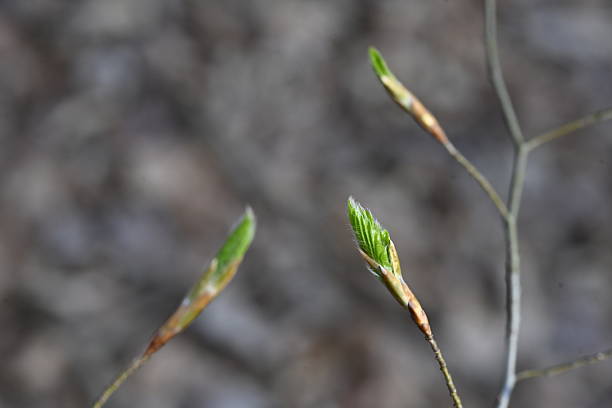 Close-up of buds where the leaves are just coming out. Forest trees can be seen in the background. Autumn leaves can be seen in the background