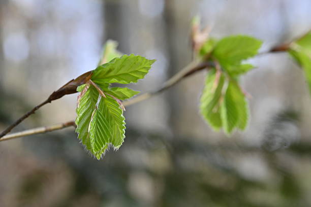 Close-up of buds with small leaves of a beech tree on the branch. Forest trees can be seen in the background.