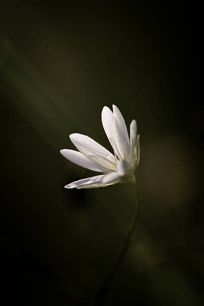 istock White Wildflower in Soft Light Against a Dark Background 2211287446