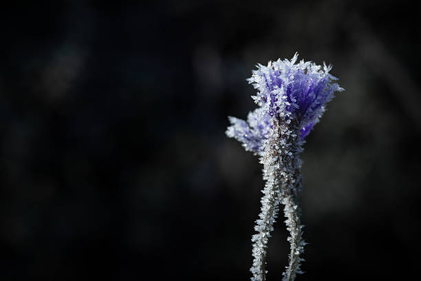 A striking close-up photograph of a wildflower delicately covered in frost, with ice crystals shimmering in the soft morning light. The contrast between the frozen petals and the dark background creates an ethereal, almost magical atmosphere