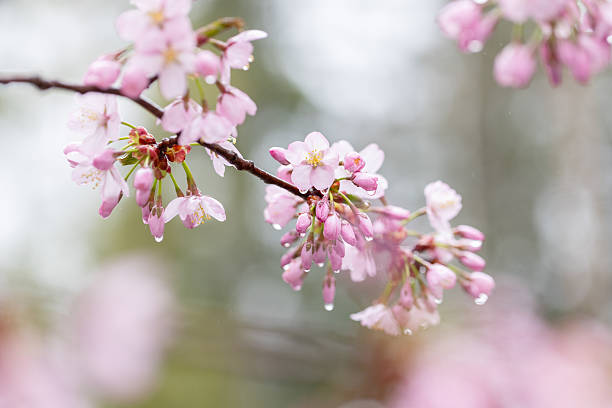 Close-up of delicate cherry blossoms in soft pink tones, captured during springtime after rain. A dreamy, serene floral image with gentle focus and natural light.
