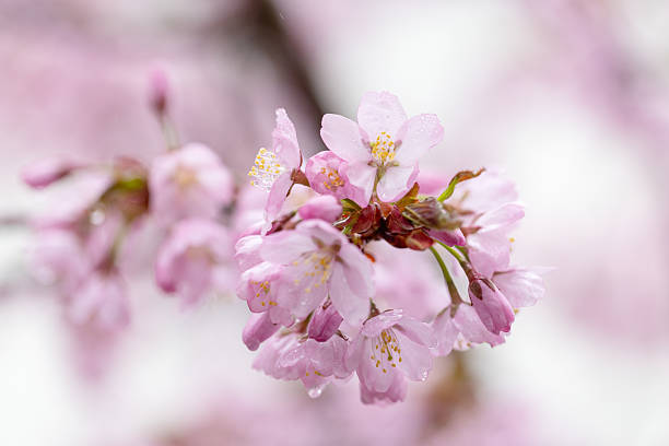 Close-up of delicate cherry blossoms in soft pink tones, captured during springtime after rain. A dreamy, serene floral image with gentle focus and natural light.
