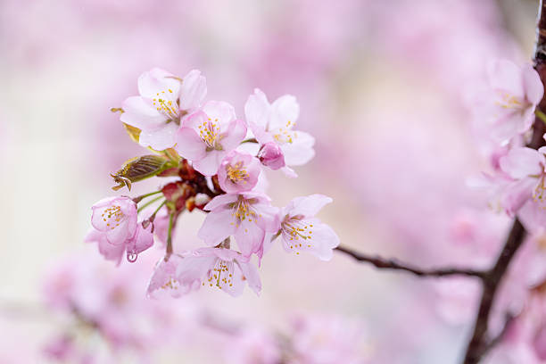 Close-up of delicate cherry blossoms in soft pink tones, captured during springtime after rain. A dreamy, serene floral image with gentle focus and natural light.