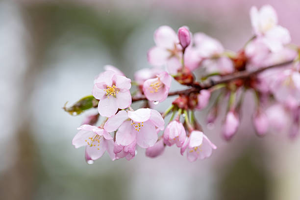 Close-up of delicate cherry blossoms in soft pink tones, captured during springtime after rain. A dreamy, serene floral image with gentle focus and natural light.