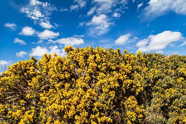 Gorse Bushes & Blue Skies.