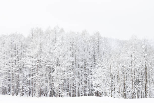 Snow and frost covered trees in frozen winter landscape, Hokkaido