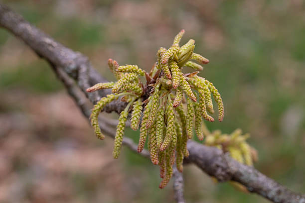 Vibrant green oak leaves hang with yellow catkins on a thin branch, captured in bright spring light. A clean, minimal background emphasizes nature, growth, and renewal