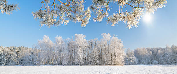 istock Beautiful winter day with trees covered with hoarfrost 2211291169