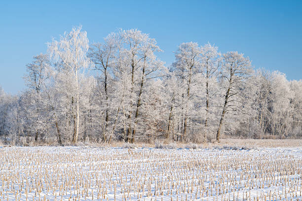 Winter landscape in Bavaria with trees and snow, wide fields covered with snow, in front of a blue sky