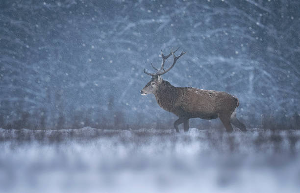istock Deer buck in winter scenery 2211291459