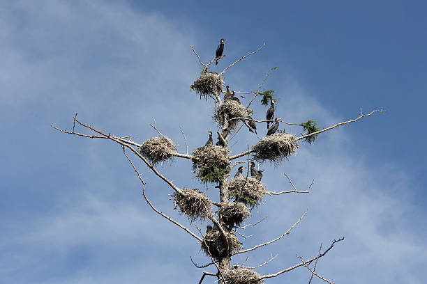 istock Many great cormorant nests in the trees 2211292052