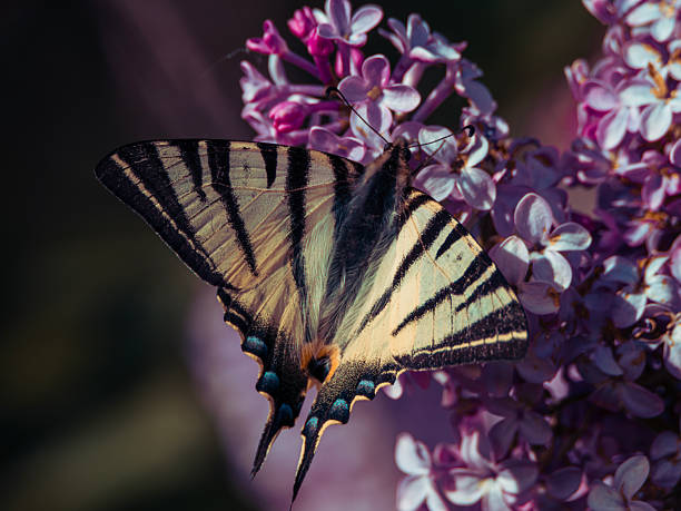A scarce swallowtail butterfly rests on blooming lilac flowers, its cream and black striped wings contrasting beautifully with the soft purple petals. Captured in bright spring light, the image showcases the elegance and detail of the butterfly's delicate wings and the vibrant blossoms.