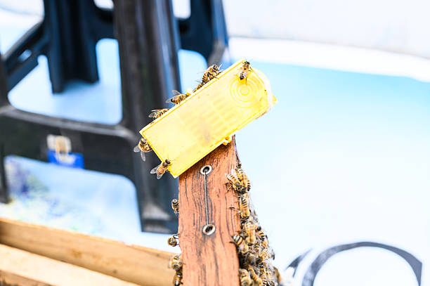 Numerous bees working on a queen bee excluder in a beehive during a sunny day