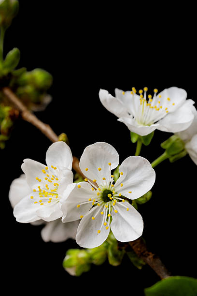 istock beautiful cherry blossoms close up 2211293131