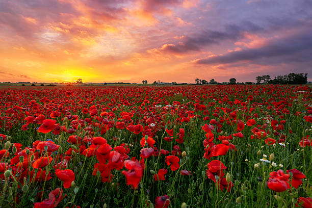 istock Beautiful summer sunset over poppy field 2211293711