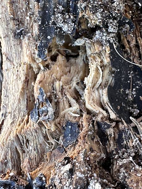 istock Worn tree bark with deep cracks, light cracked wood, dark spots and white crystalline inclusions. 2211293762