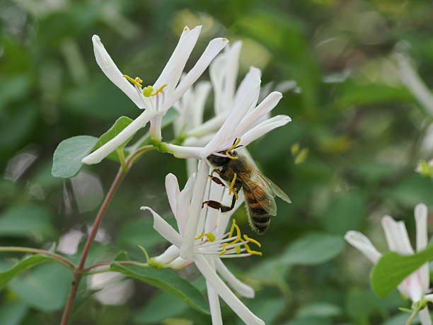 istock The image shows a bee collecting nectar from the white flower of a vine. 2211293968