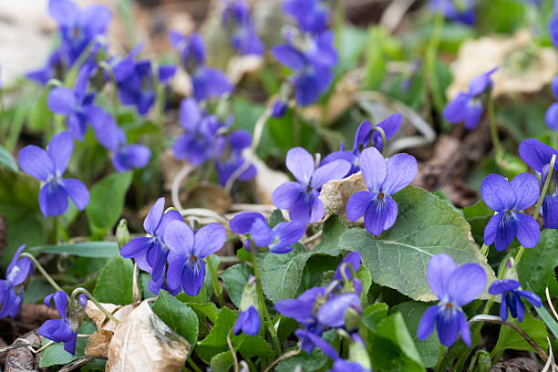 istock beautiful violet flowers 2211294297
