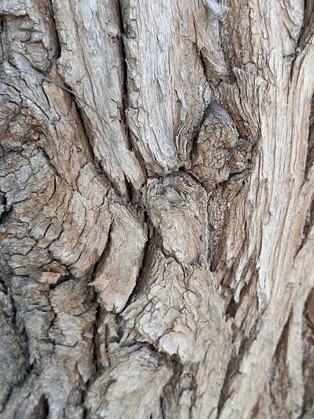 istock Textured Bark of an Old Tree Trunk 2211294363