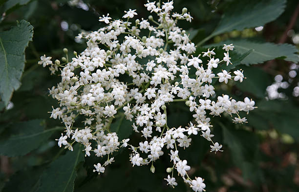 istock Close-up of elderberry flowers 2211295042