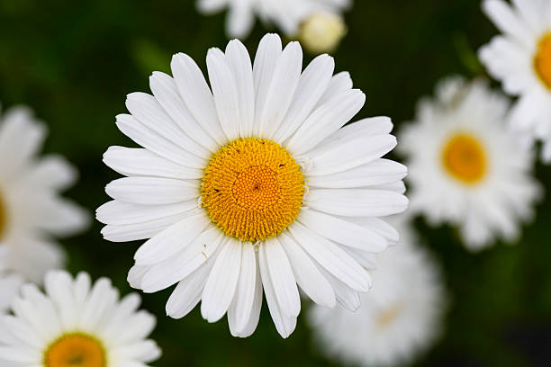 istock White and yellow daisy flowers on a green blurred background. Matricaria chamomilla, syn. Matricaria recutita 2211296075